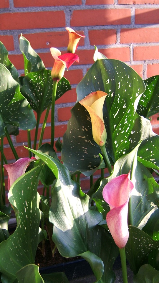 Zantedeschia 2006